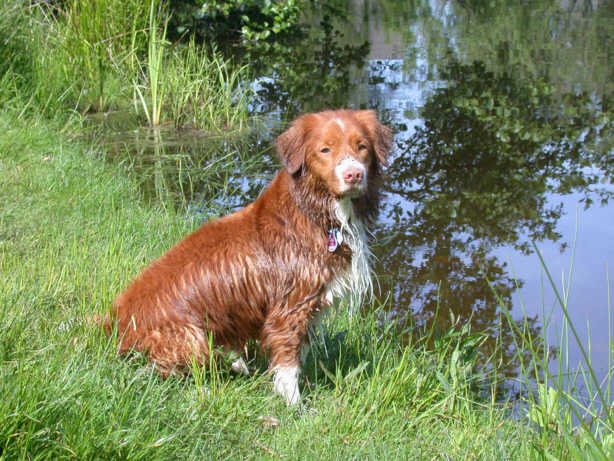 Der Nova Scotia Duck Tolling Retriever