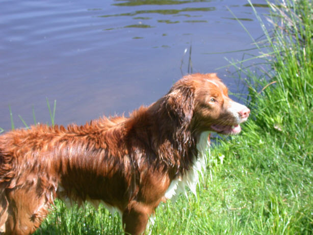 Der Nova Scotia Duck Tolling Retriever