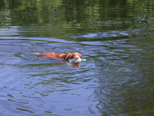 Der Nova Scotia Duck Tolling Retriever