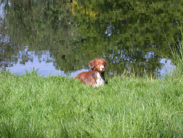 Der Nova Scotia Duck Tolling Retriever