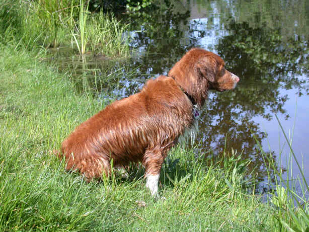 Der Nova Scotia Duck Tolling Retriever