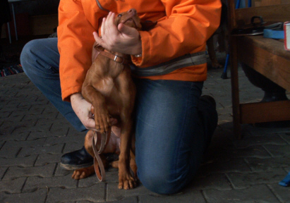 Magyar Vizsla