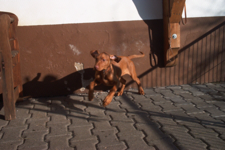 Magyar Vizsla