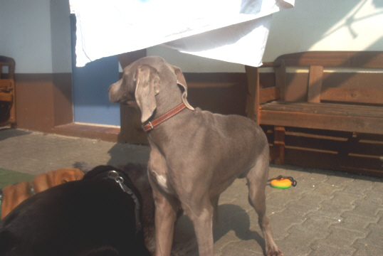 Weimaraner