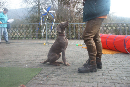 Weimaraner