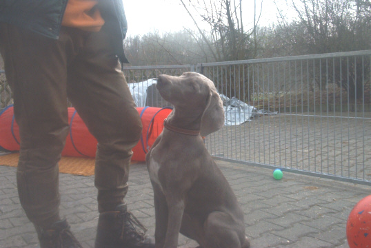 Weimaraner