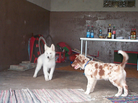 Der Amerikanisch-Kanadisch-Wei�e-Sch�ferhund