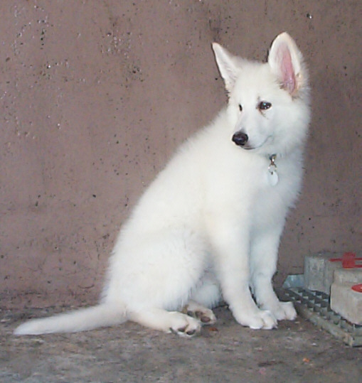 Der Amerikanisch-Kanadisch-Wei�e-Sch�ferhund