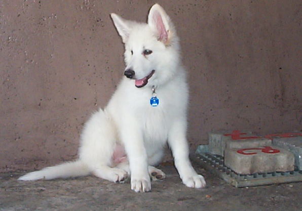 Der Amerikanisch-Kanadisch-Wei�e-Sch�ferhund