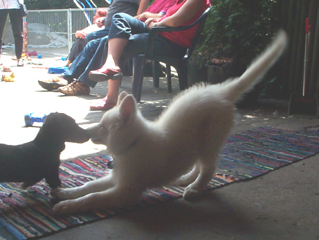 Der Amerikanisch-Kanadisch-Wei�e-Sch�ferhund