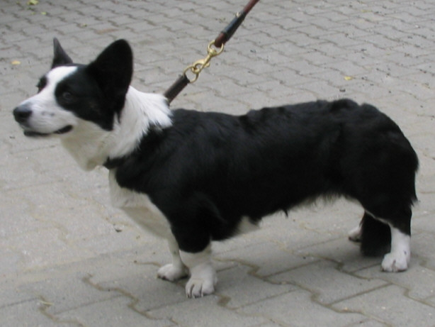 Die Welsh Corgis