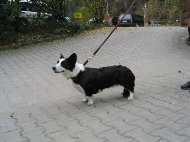 Die Welsh Corgis
