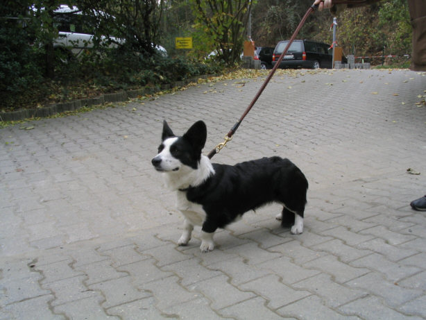 Die Welsh Corgis