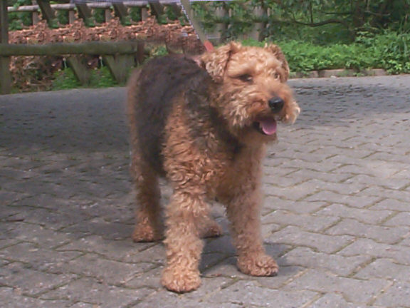 Der Welsh Terrier