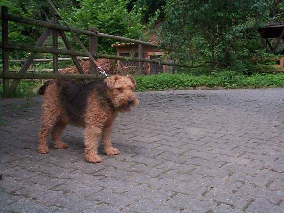 Der Welsh Terrier