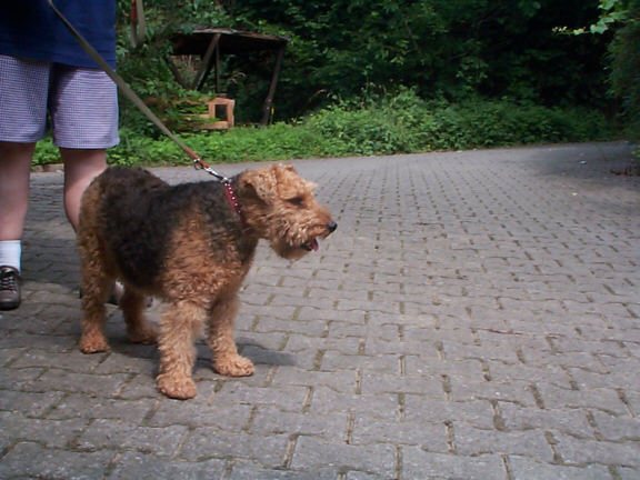 Der Welsh Terrier