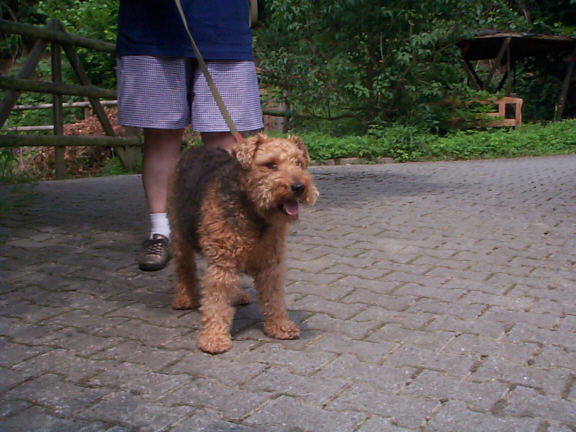 Der Welsh Terrier