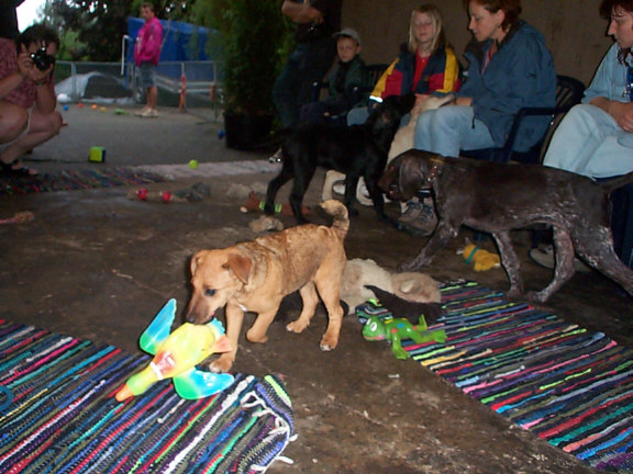 Westfalen Terrier
