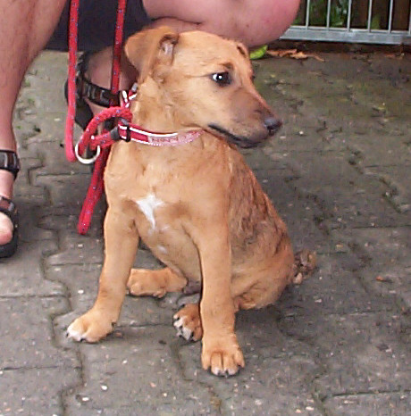 Westfalen Terrier