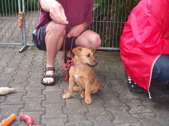 Westfalen Terrier