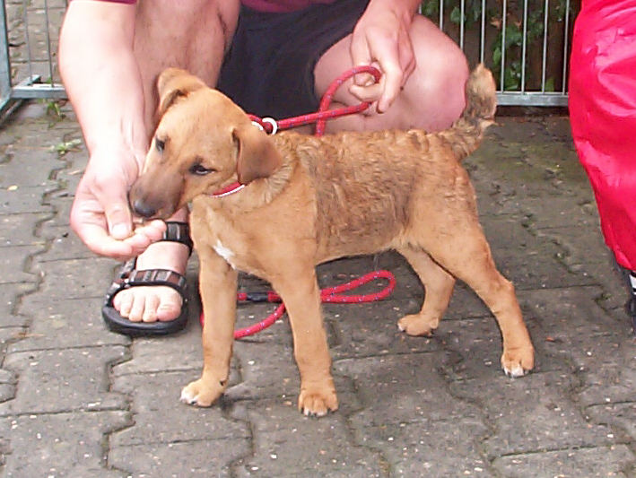Westfalen Terrier