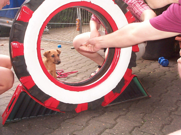 Westfalen Terrier