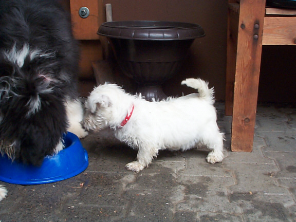 Westhighland White Terrier