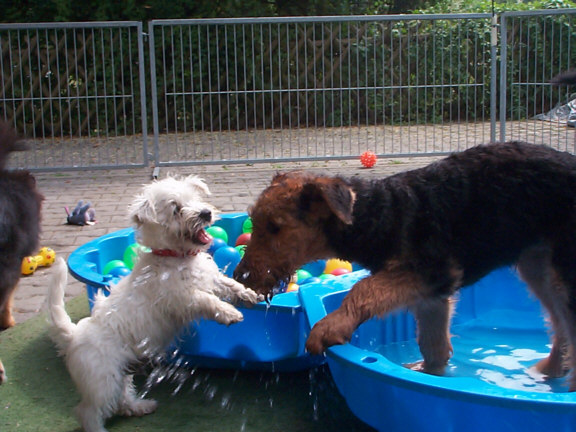Der Westhighland White Terrier