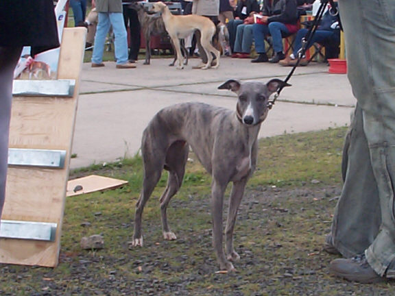 Der Whippet