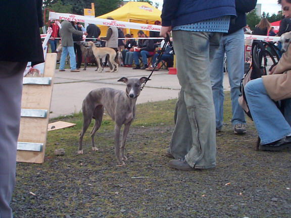 Der Whippet