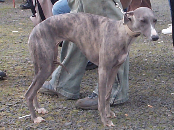 Der Whippet