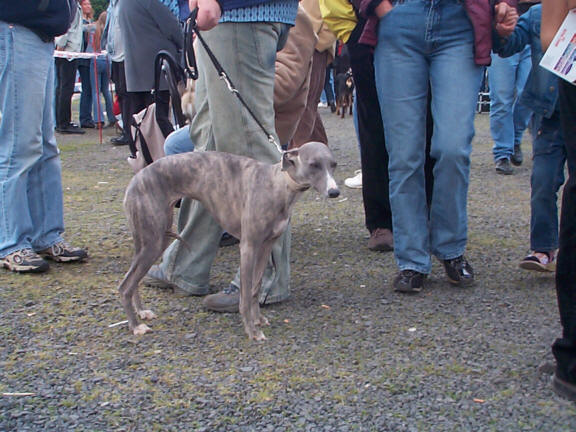 Der Whippet