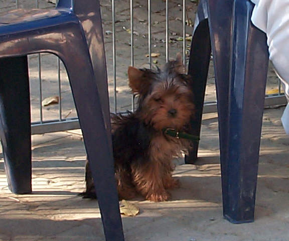 Der Yorkshire Terrier