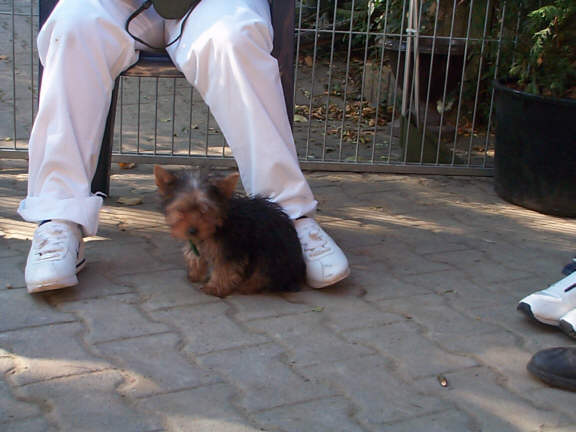 Der Yorkshire Terrier