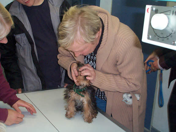 Der Yorkshire Terrier
