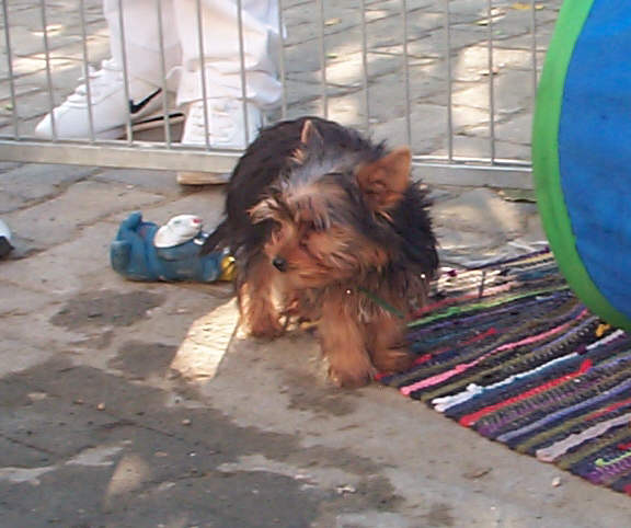Der Yorkshire Terrier