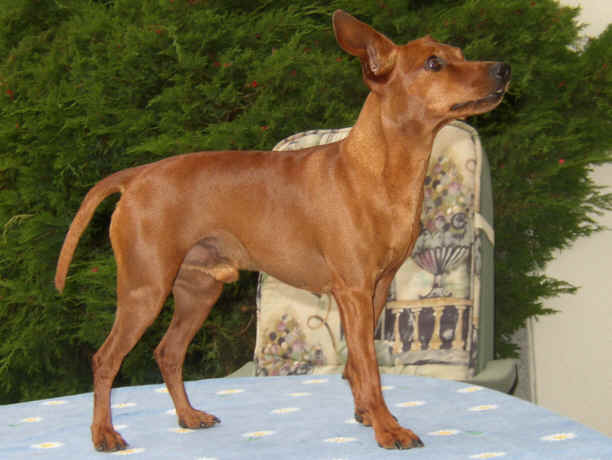 Der Zwergpinscher
