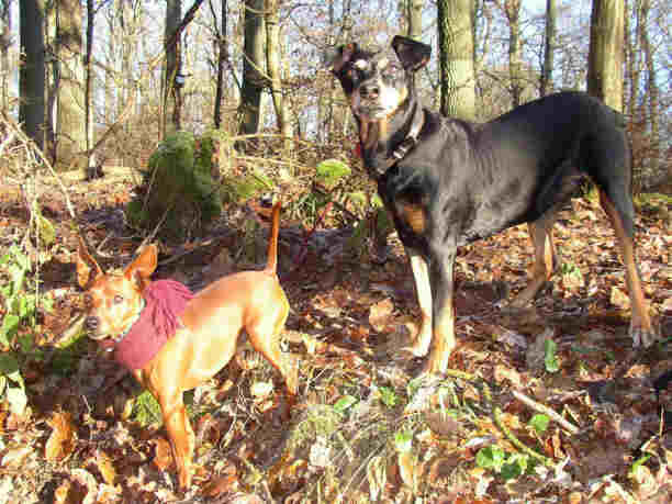 Der Zwergpinscher